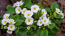 Timelapse of Primrose (Primula vulgaris) flowers opening, UK. March. Controlled conditions.