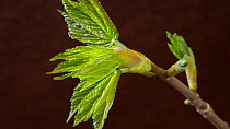 Timelapse of Sycamore tree (Acer pseudoplatanus) leaves developing, UK. March. Controlled conditions.