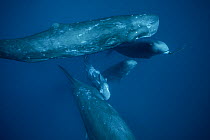 Sperm whales (Physeter macrocephalus) Indian Ocean.