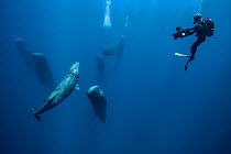 Sperm whale (Physeter macrocephalus) pod watched by scuba diver. Indian Ocean.