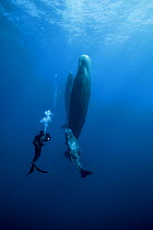 Sperm whale (Physeter macrocephalus) with calf, watched by scuba diver, Indian Ocean.