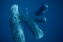 Sperm whale (Physeter macrocephalus) pod, Indian Ocean.