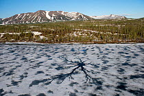 Melted ice around geothermal spring, Putoransky State Nature Reserve, Putorana Plateau UNESCO World Heritage Site, Siberia, Russia.  June 2015