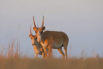 Saiga antelope (Saiga tatarica) males, Astrakhan Steppe, Southern Russia.
