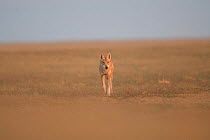 Grey wolf (Canis lupus) walking in the Astrakhan Steppe, Southern Russia.
