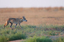 Grey wolf (Canis lupus) walking, Astrakhan Steppe, Southern Russia.