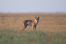 RF - Grey wolf (Canis lupus) Astrakhan Steppe, Southern Russia. (This image may be licensed either as rights managed or royalty free.)