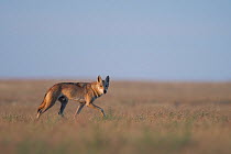 Grey wolf (Canis lupus) walking in Astrakhan Steppe, Southern Russia.