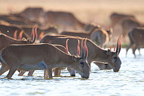 Saiga antelope (Saiga tatarica) males drinking Astrakhan Steppe, Southern Russia.