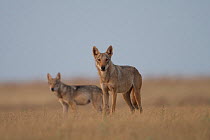 Grey wolf (Canis lupus) two standing in grass, Astrakhan Steppe, Southern Russia.