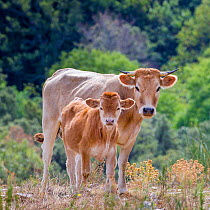 360+ wild cattle photos and videos available for editorial and ...