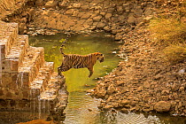 Bengal tiger(Panthera tigris) jumping old dam, Ranthambhore, India