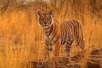 Bengal tiger (Panthera tigris) female 'T19 Krishna', Ranthambhore, India