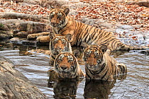 Bengal tiger (Panthera tigris) female 'T19 Krishna' and family in water Ranthambhore, India. Medium repro only