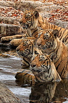 Bengal tiger (Panthera tigris) female 'T19 Krishna' and family in water Ranthambhore, India. Medium repro only