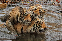 Bengal tiger (Panthera tigris) female 'T19 Krishna' having an affectionate moment with her juvenile cubs in water. Ranthambhore, India. Medium repro only