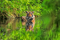 Bengal tiger (Panthera tigris) young sub-adult male in water, Ranthambhore, India