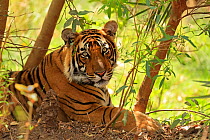 Bengal Tiger (Panthera tigris) young sub-adult male Ranthambhore, India