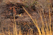 Bengal tiger (Panthera tigris) 'Krishna T19' on rocks, Ranthambhore, India