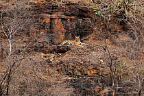 Bengal tiger (Panthera tigris) 'Krishna T19' on rocks, Ranthambhore, India