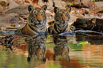 Bengal tiger (Panthera tigris) female 'T19 Krishna' with juvenile in water, Ranthambhore, India