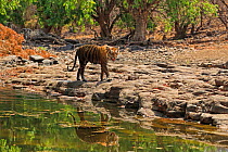 Bengal tiger (Panthera tigris) female 'T19 Krishna' snarling at cubs, Ranthambhore, India