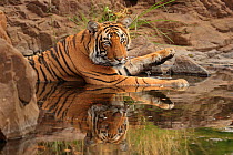 Bengal tiger (Panthera tigris) sub-adult male in water, Ranthambhore, India