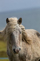 Portrait of a wild rare Eriskay mare/horse on Holy Isle, Scotland, UK.  Critical status by Rare Breeds Survival Trust.