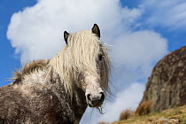 Portrait of a wild rare Eriskay horse, stallion, on Holy Isle, Scotland, UK.  Critical status by Rare Breeds Survival Trust.