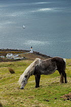 Wild rare Eriskay horse, stallion, grazing above the Buddhist nunnery on Holy Isle, Scotland, UK.  Critical status by Rare Breeds Survival Trust.