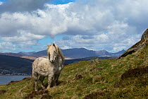 Wild rare Eriskay horse, stallion, standing alert on Holy Isle, Scotland, UK.  Critical status by Rare Breeds Survival Trust.
