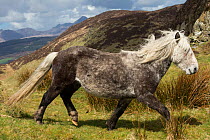 Wild rare Eriskay horse, stallion, trotting on Holy Isle, Scotland, UK.  Critical status by Rare Breeds Survival Trust.