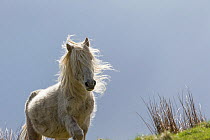 Back lit wild rare Eriskay horse, stallion, walking on Holy Isle, Scotland, UK.  Critical status by Rare Breeds Survival Trust.