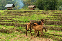 Rare domestic Hmong horses, colt and mares standing alert in dry rice field, Xieng Khuang, Laos.