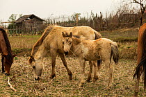 Rare semi-wild Hmong horse, filly, standing alert among mares in a dry rice field, Xieng Khuang, Laos.