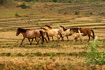 Band of rare semi-wild Hmong horses running in dry rice field, Xieng Khuang, Laos.