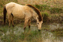 Rare semi-wild Hmong horse, stallion, drinking in a rice field, Xieng Khuang, Laos.