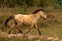 Rare semi-wild Hmong horse, stallion, trotting in dry rice field, Xieng Khuang, Laos.