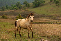 Rare semi-wild Hmong horse, stallion, standing alert in dry rice field, Xieng Khuang, Laos.