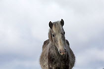Portrait of a wild rare Eriskay horse, mare, on Holy Isle, Scotland, UK.  Critical status by Rare Breeds Survival Trust.