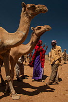 Dromedary camel (Camelus dromedarius) market,  Babile, Ethiopia. February 2008.