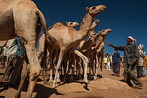 Dromedary camel (Camelus dromedarius) market, Babile, Ethiopia. February 2008.