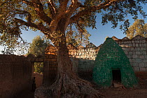 Tree next growing next to old tomb, City of Harar. February 2008.