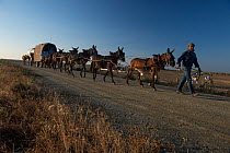 Carts carrying food, drink and beds to the fields where the horsemen work, rounding up mares and foals. Donana National Park, Spain. June 2014.