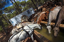 Horses drinking from trough after round up, Donana National Park, Spain. September 20014.