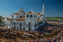 Herd of horses driven to the hermitage of El Rocio to be blessed.  Coto Donana, Spain. June 2014.