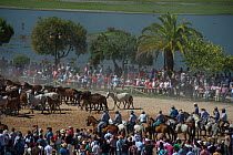 Herd of horses driven to the hermitage of El Rocio to be blessed.  Coto Donana, Spain. June 2014.