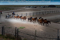 Mares and foals rounded up into corral. During the annual round up of mares and foals. Donana National Park, Spain.. September 2014.