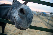 Close up of horses nose peering out of corral. During the round up of mares and foals each yeguero (owner of the mares) identifies their animals, separates the foals from their mothers, worm them, cut...