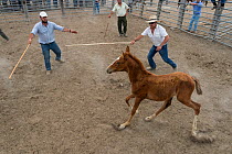 Foals are driven into corrals where each yeguero (owner of the mares) identifies their animals, separates the foals from their mothers, worm them, cut their mane and brand them before sale. Donana Nat...